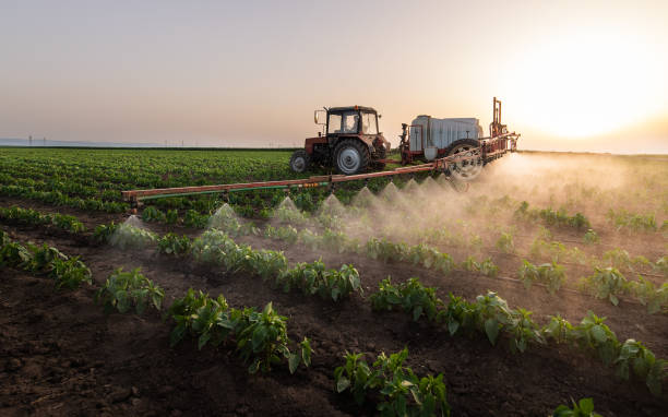 Reliable Elmo, TX Pest Control Solutions