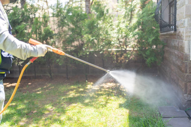 Best Spider Control Near Me  in Elmo, TX