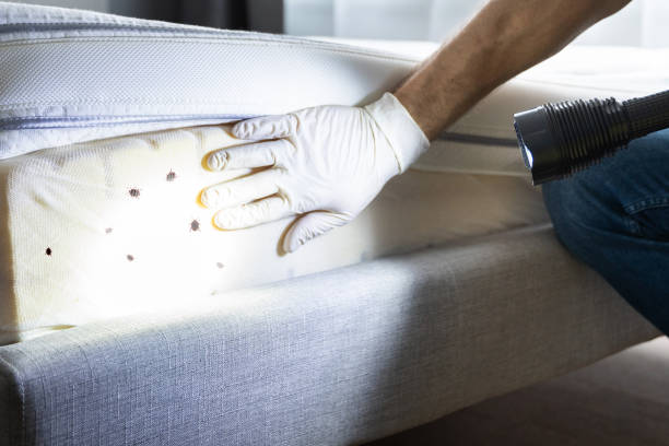 Best Best Pest Control Companies  in Elmo, TX