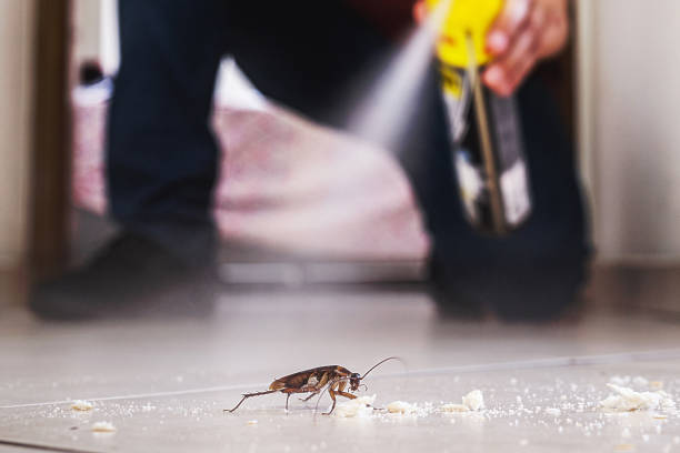 Best Rodent Control Near Me  in Elmo, TX